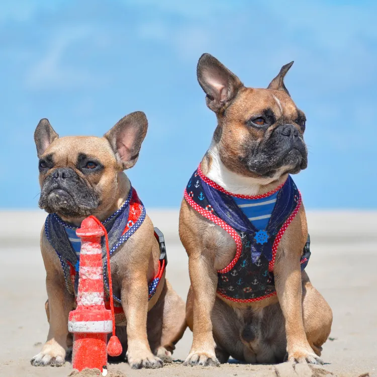 2 Frenchies at the beach
