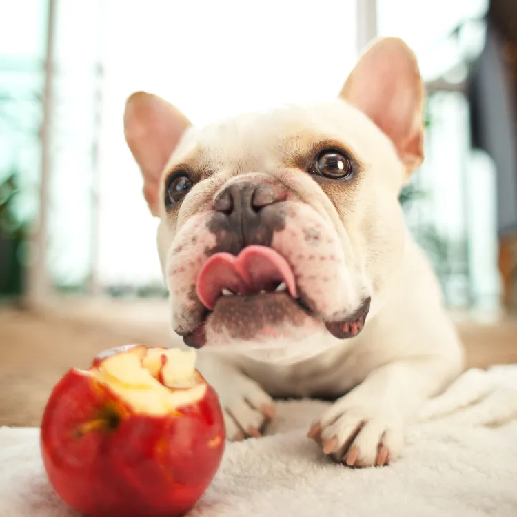 frenchie eating an apple