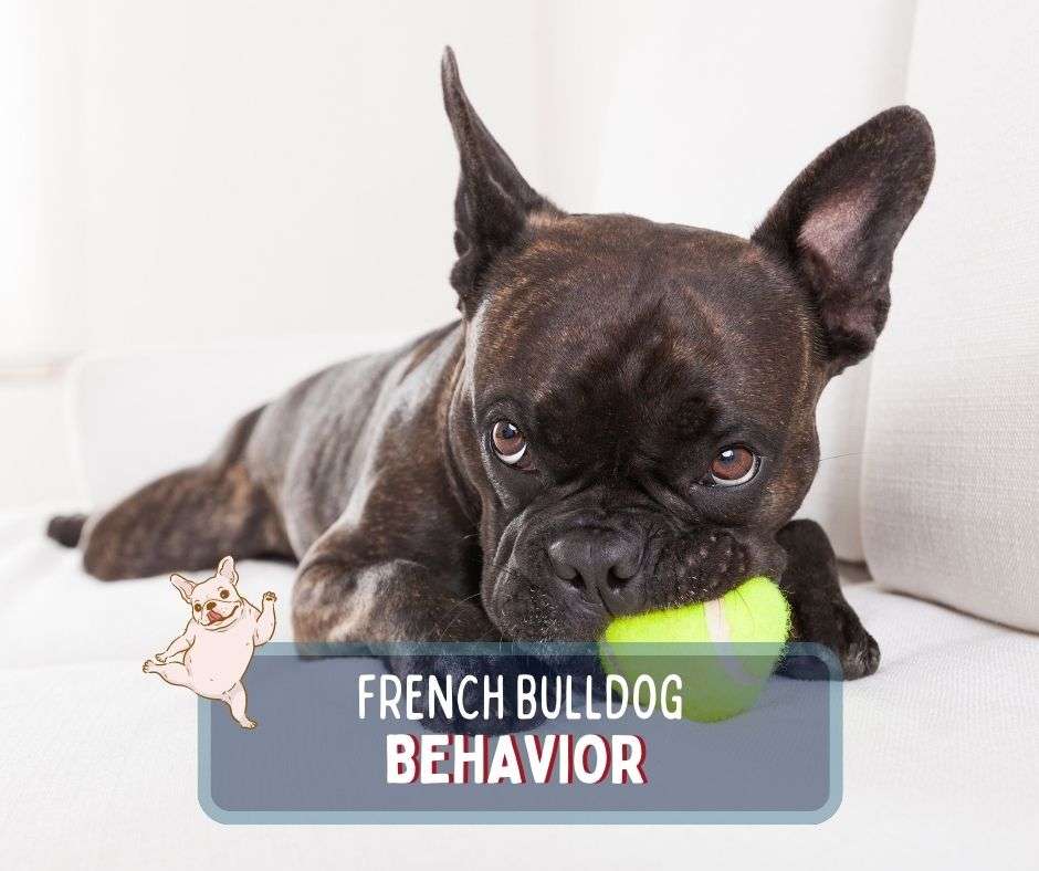 What Is Normal French Bulldog Behavior