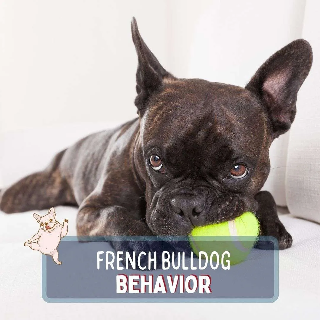French bulldog behavior