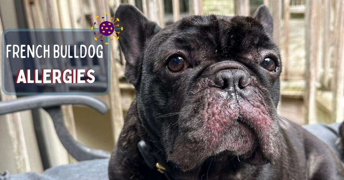 French Bulldog Allergies - 4 Main Causes and Solutions