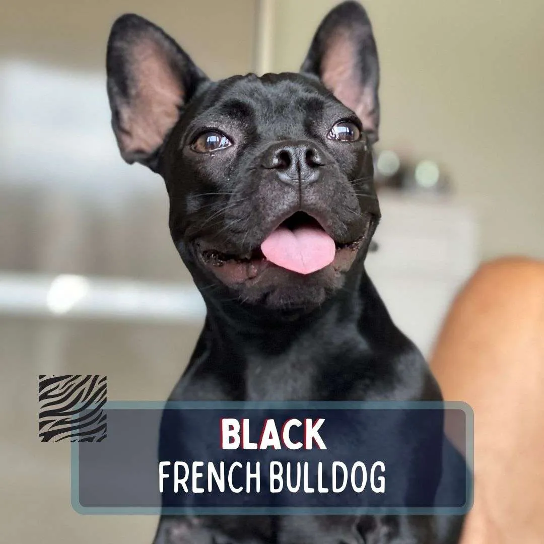 Black French Bulldog Image