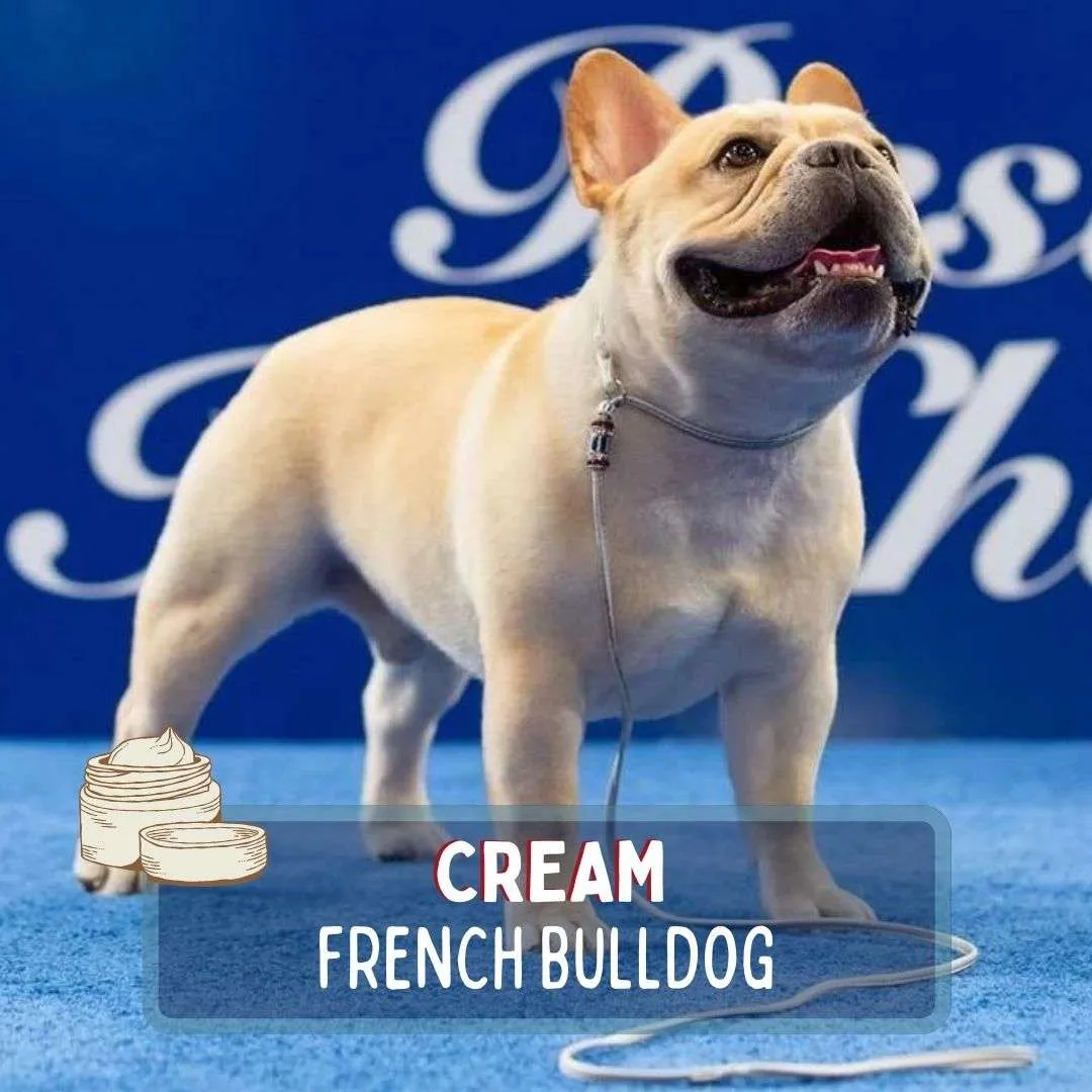 Cream French Bulldog