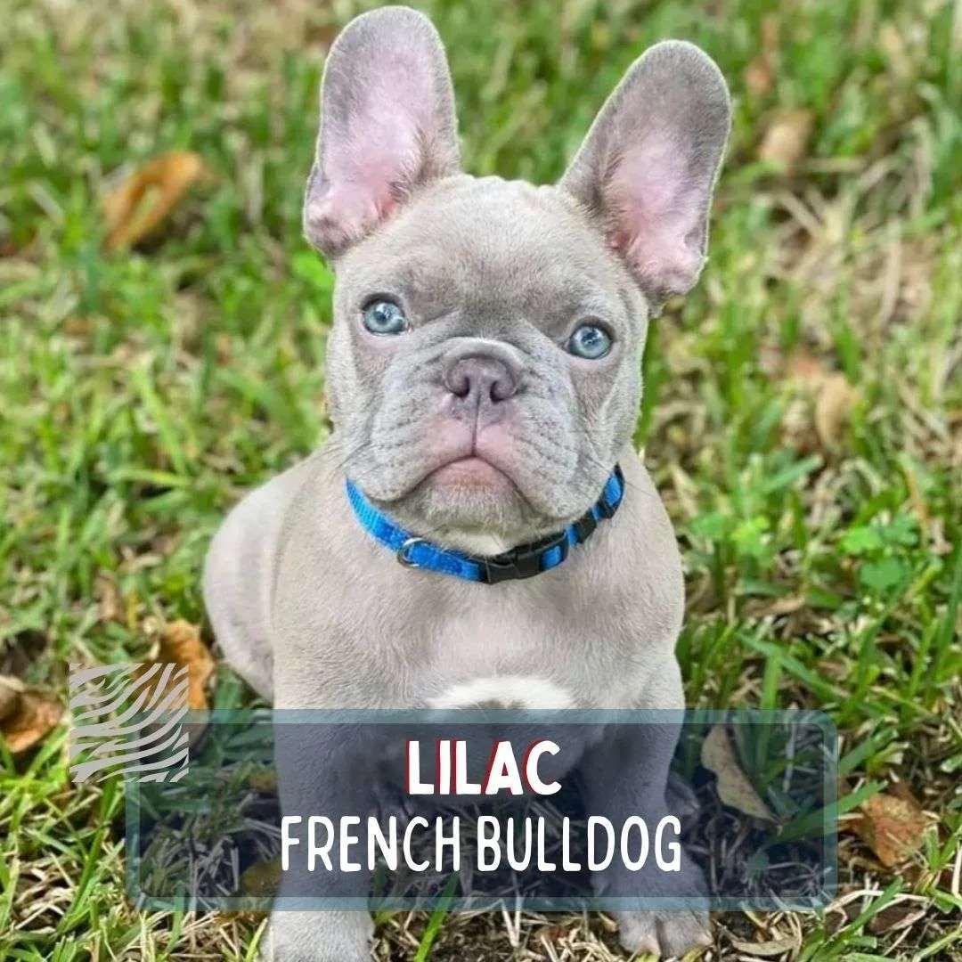 Lilac French Bulldog Image