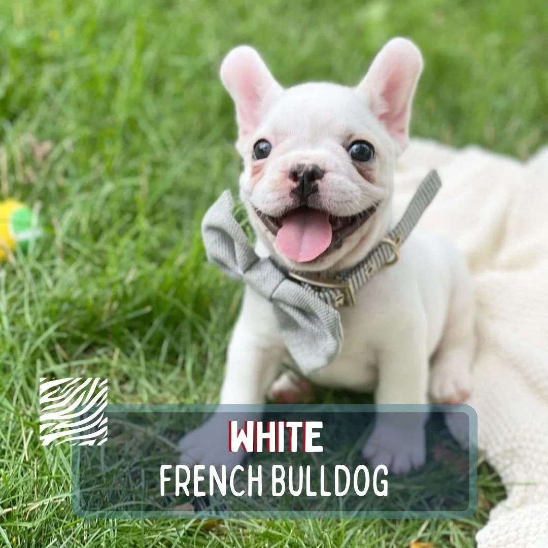 White French Bulldog Image