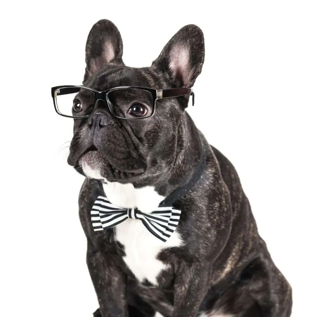 french bulldog wearing glasses and bow tie