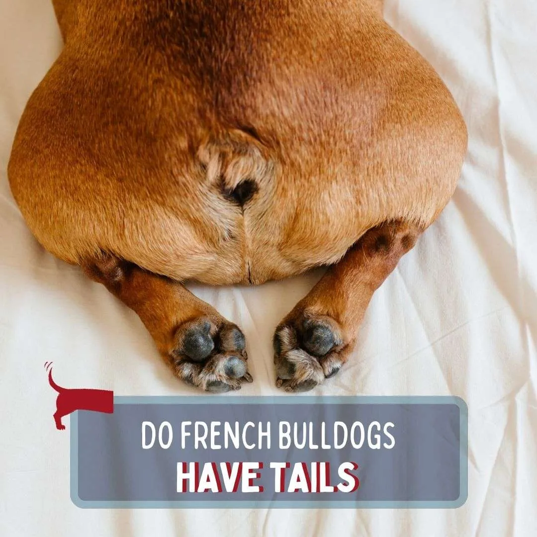 Do French Bulldogs Have Tails