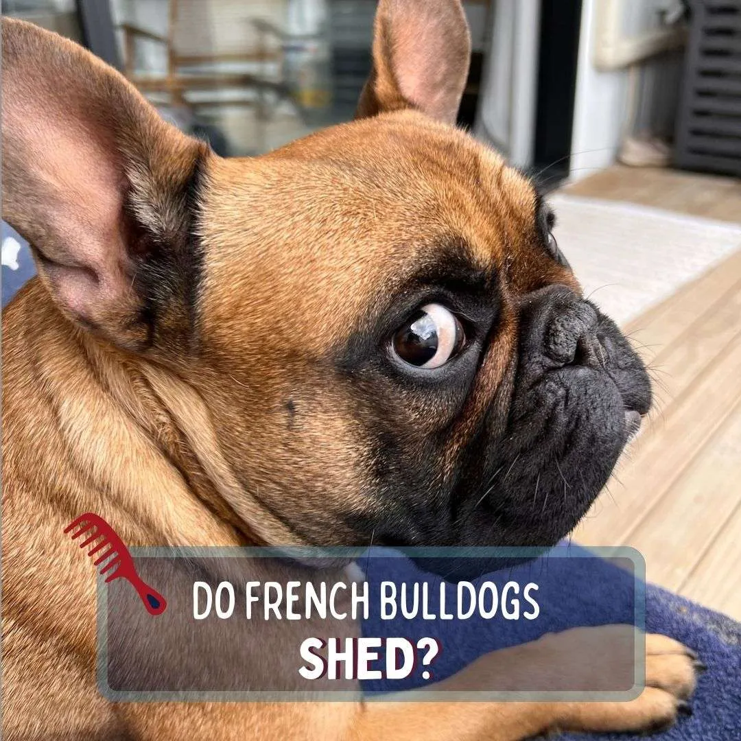 Do French Bulldogs Shed
