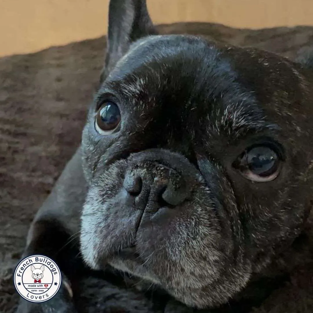 How To Care For Your French Bulldog Dry Nose