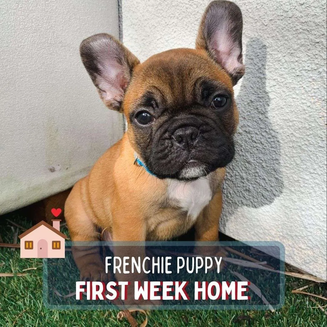 French Bulldog Puppy First Week Home