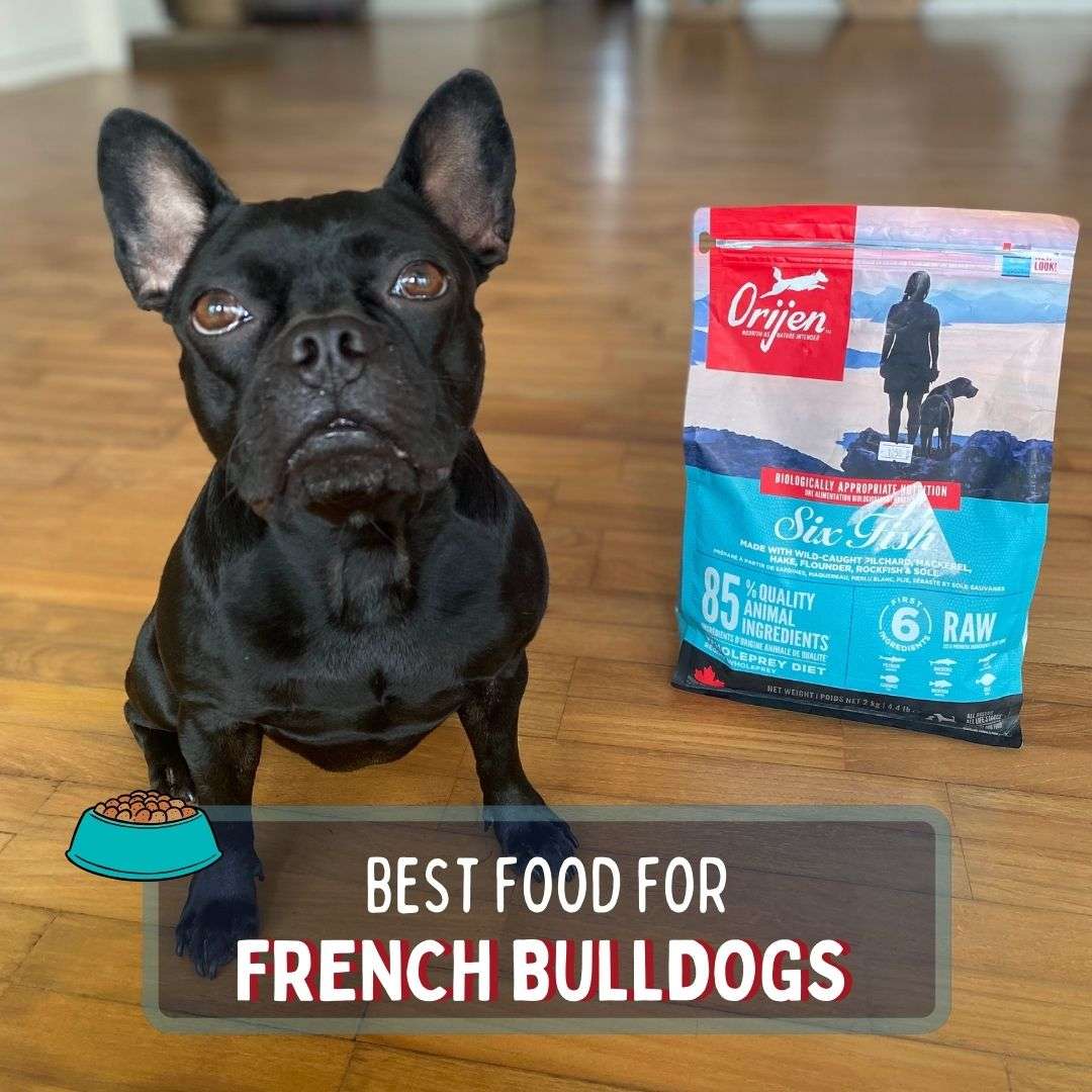 Best Food for French Bulldogs