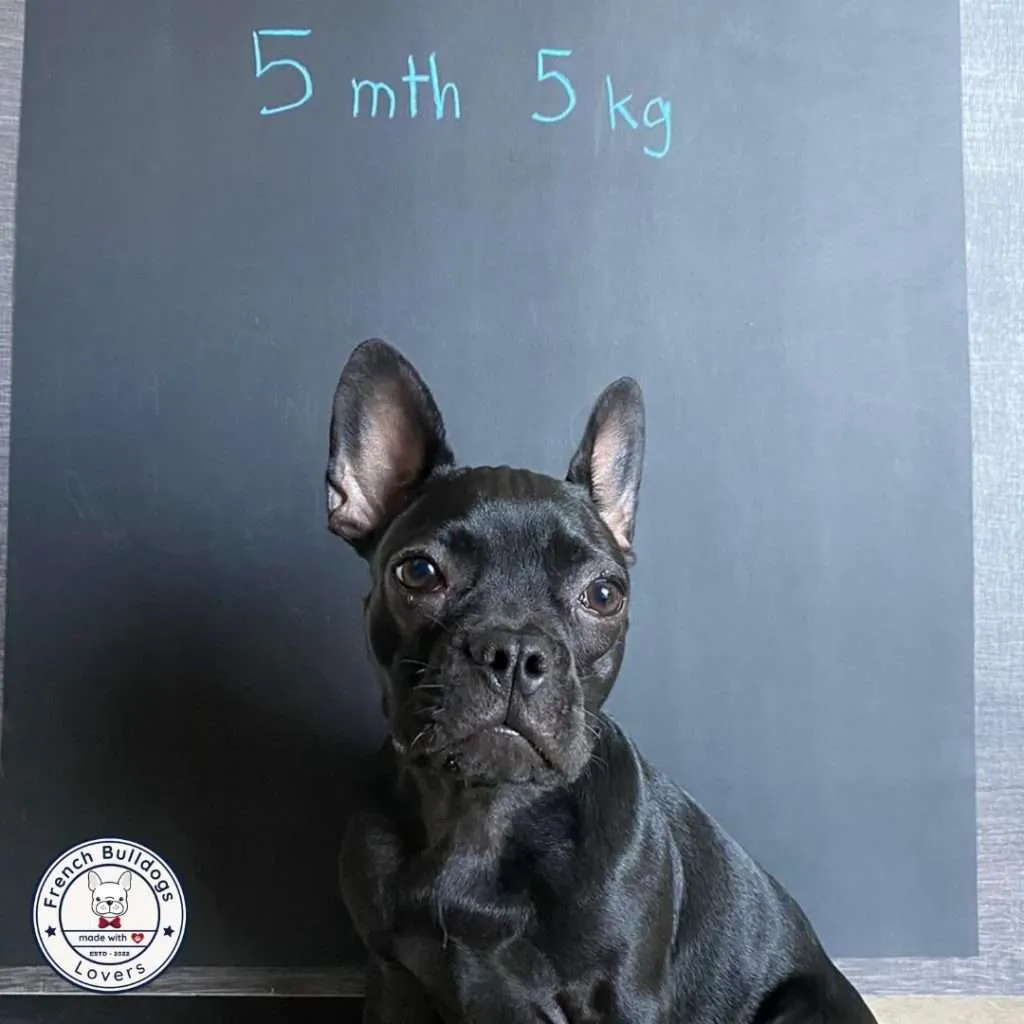 Black French Bulldog seating in front of Black board