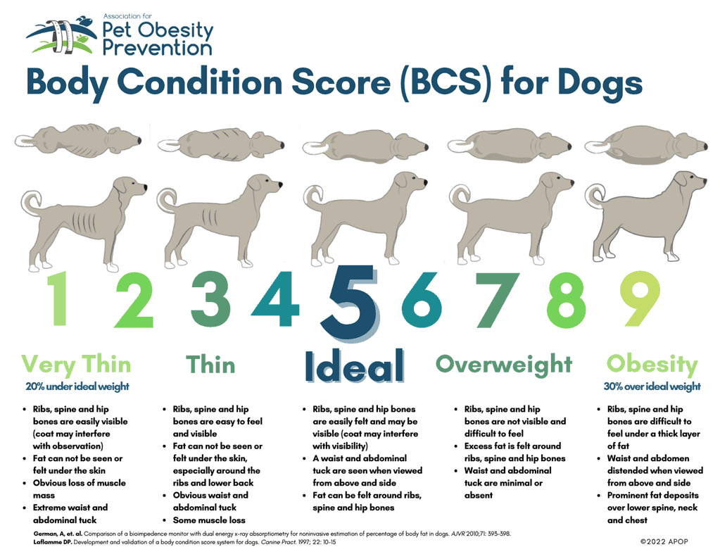 Body Condition Score Dog