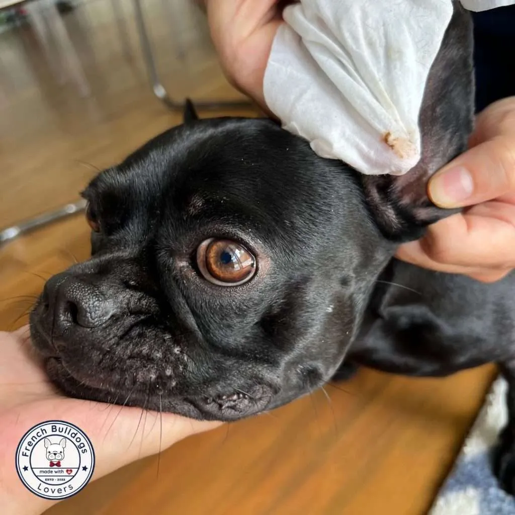 French Bulldog getting its ears cleaned
