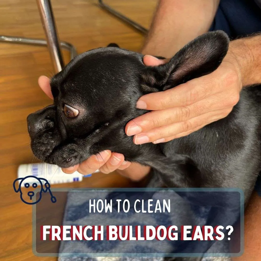 How to clean French bulldog ears
