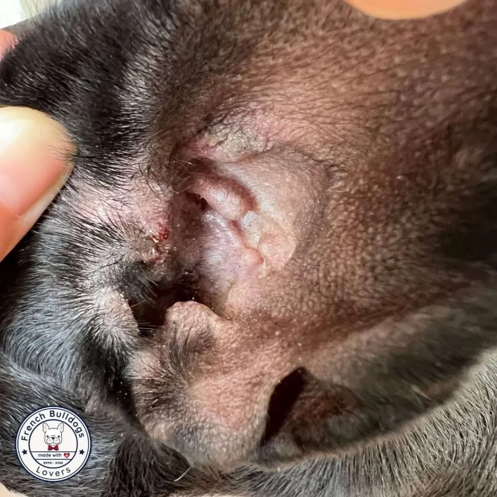Infected French Bulldog Ear