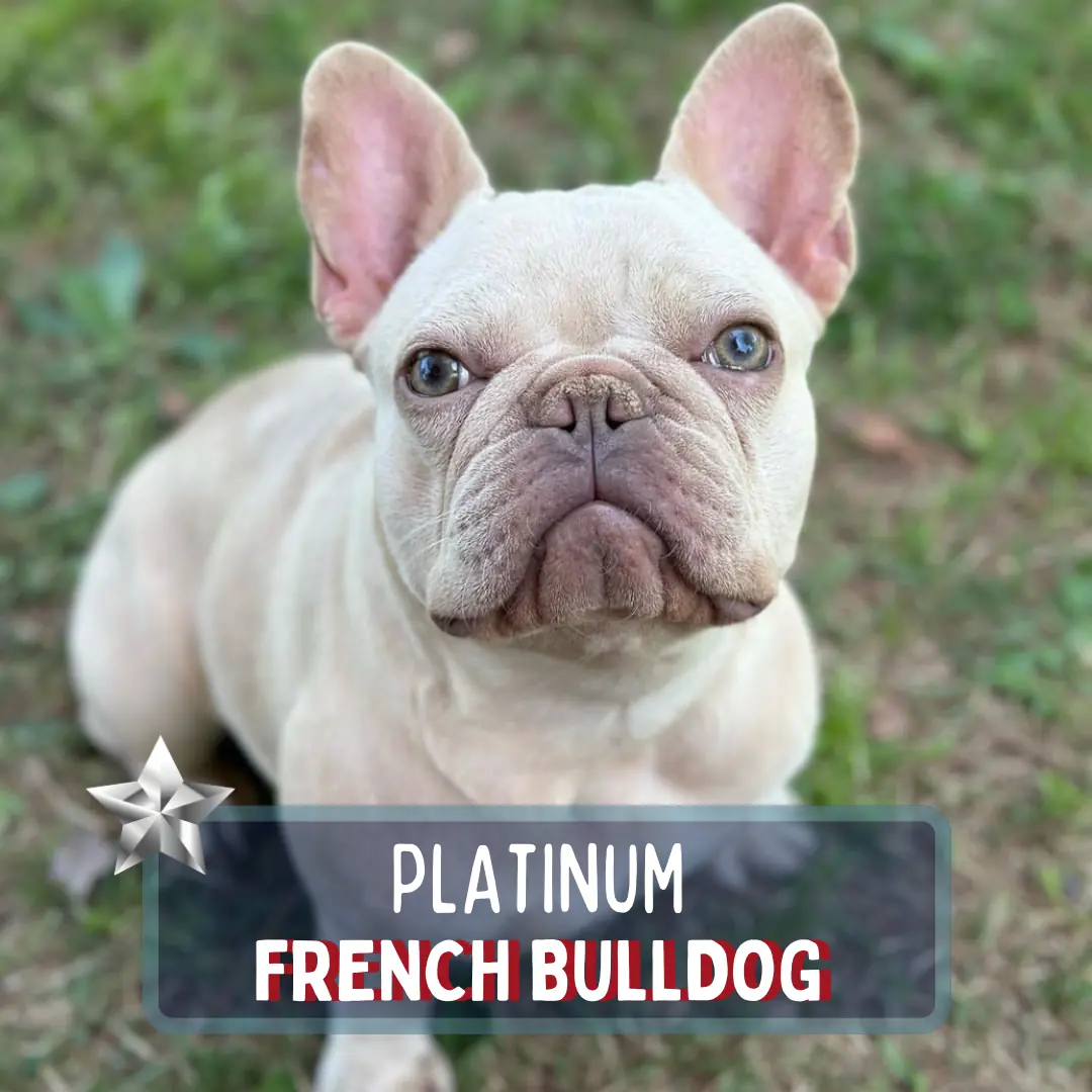 Platinum French Bulldog