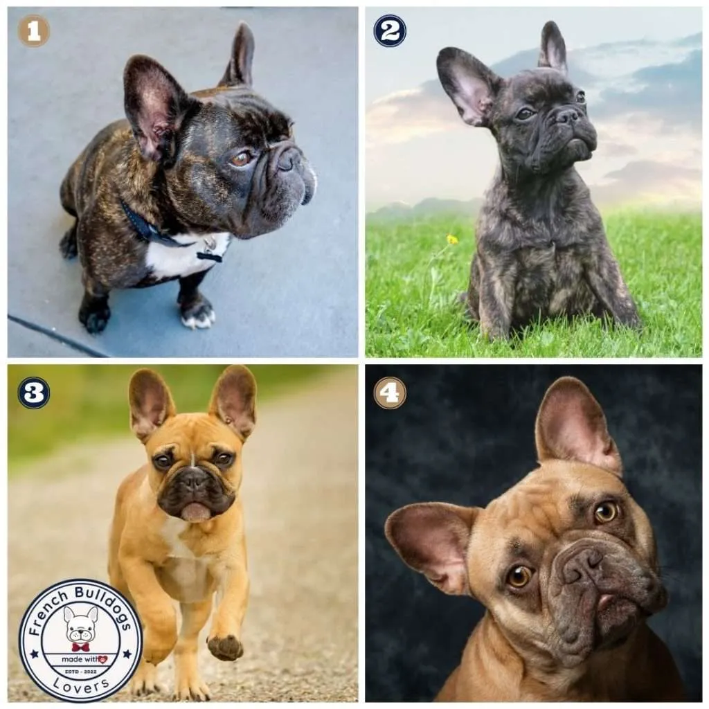 French Bulldog Colors - All You Need To Know (With Pictures)