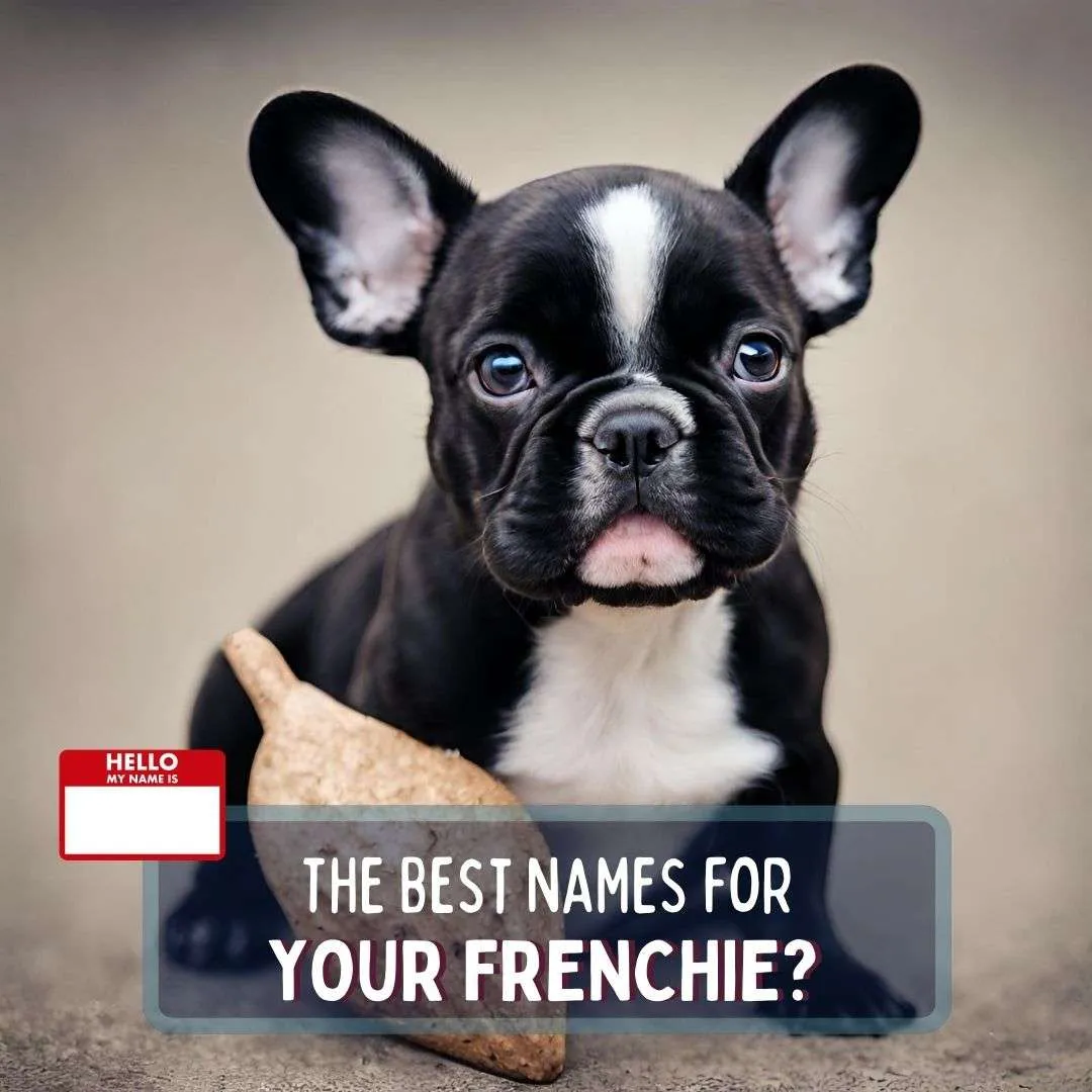 New Frenchie Owners - French Bulldogs Lovers