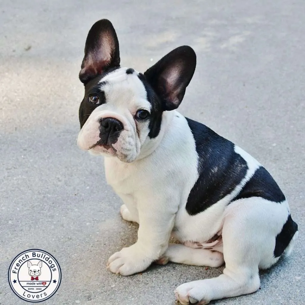 French Bulldog Colors - All You Need To Know (With Pictures)