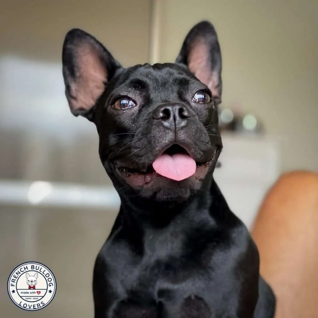 230 Best French Bulldog Names For Your Frenchie In 2024 230-best-french-bulldog-names-for-your-frenchie-in-2024