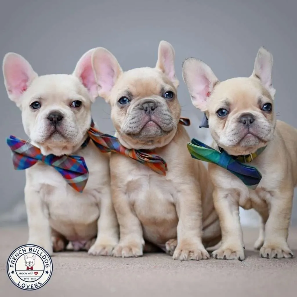 How many puppies can a French Bulldog have? The Truth!